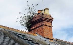 vegetation removal from  your chimney